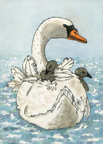 drawing of a mother swan with two baby swans riding on her back
