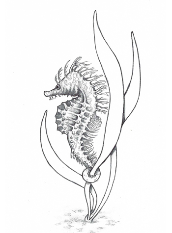 drawing of a sea horse