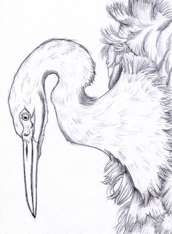 drawing of a snowy egret crane