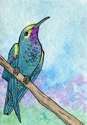 drawing of a hummingbird