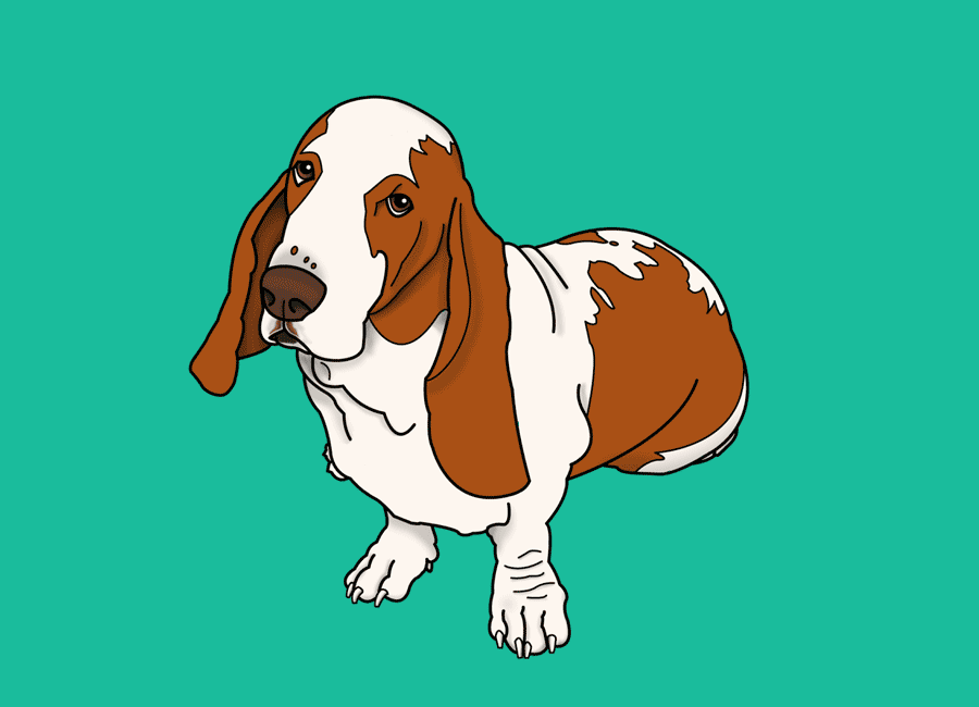 digital drawing of a Basset Hound dog