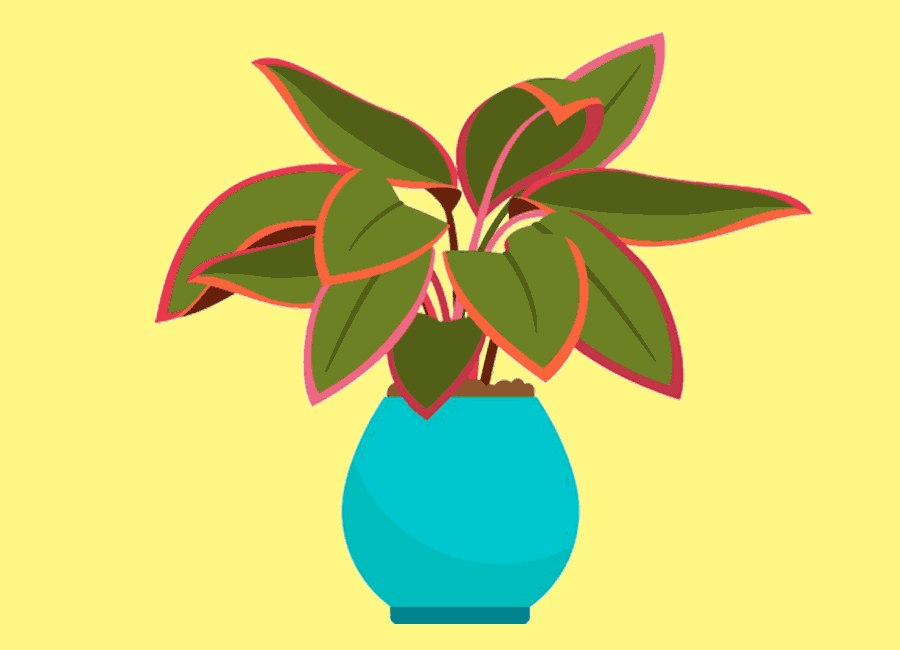 illustration of a house plant
