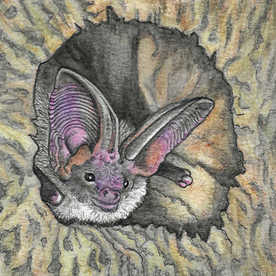 bat 